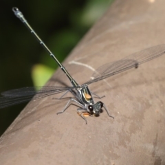 Austroargiolestes icteromelas at ANBG - 16 Jan 2020