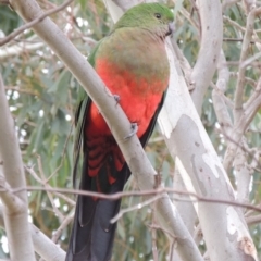 Alisterus scapularis (Australian King-Parrot) at Pine Island to Point Hut - 20 Jan 2020 by michaelb