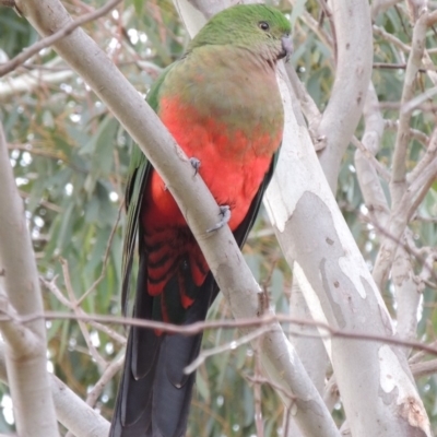 Alisterus scapularis (Australian King-Parrot) at Greenway, ACT - 21 Jan 2020 by MichaelBedingfield