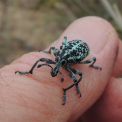 Chrysolopus spectabilis (Botany Bay Weevil) at Gigerline Nature Reserve - 15 Dec 2019 by michaelb