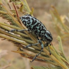 Chrysolopus spectabilis at Tennent, ACT - 15 Dec 2019