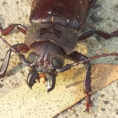 Paroplites australis (Banksia longhorn beetle) at Bermagui, NSW - 26 Jan 2020 by narelle