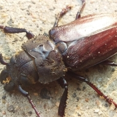 Paroplites australis at Bermagui, NSW - 26 Jan 2020