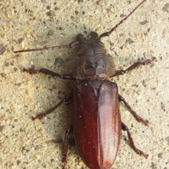 Paroplites australis at Bermagui, NSW - 26 Jan 2020