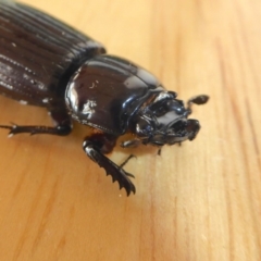 Aulacocyclus edentulus (Passalid beetle) at Yass River, NSW - 26 Jan 2020 by SenexRugosus