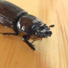 Aulacocyclus edentulus (Passalid beetle) at Yass River, NSW - 25 Jan 2020 by SenexRugosus