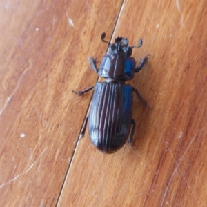 Aulacocyclus edentulus at Yass River, NSW - 26 Jan 2020