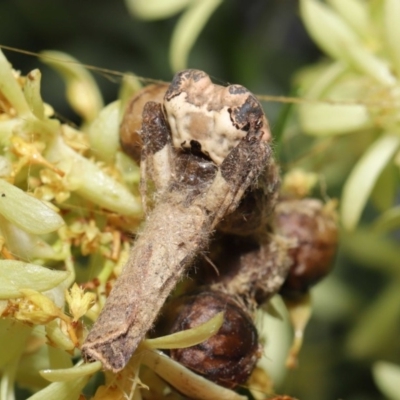 Celaenia excavata (Bird-dropping spider) at Hackett, ACT - 15 Jan 2020 by TimL