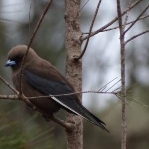 Artamus cyanopterus cyanopterus at Kiah, NSW - 1 Dec 2019