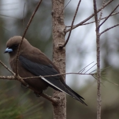 Artamus cyanopterus (Dusky Woodswallow) at Kiah, NSW - 1 Dec 2019 by MickBettanin