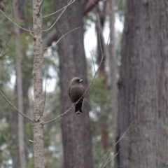 Artamus cyanopterus at Kiah, NSW - 1 Dec 2019 11:52 AM