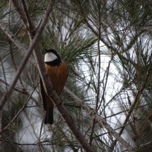 Pachycephala rufiventris at Kiah, NSW - 1 Dec 2019 04:57 PM