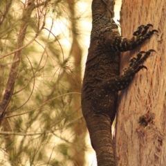 Varanus varius (Lace Monitor) at Broulee Moruya Nature Observation Area - 25 Jan 2020 by LisaH