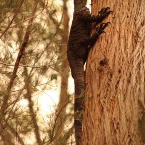 Varanus varius at Moruya, NSW - suppressed