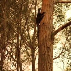 Varanus varius at Moruya, NSW - suppressed