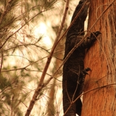 Varanus varius at Moruya, NSW - suppressed