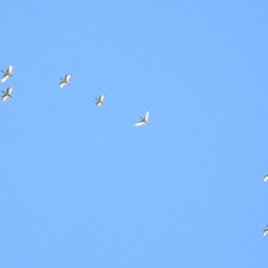 Threskiornis molucca at Hume, ACT - 26 Jan 2020