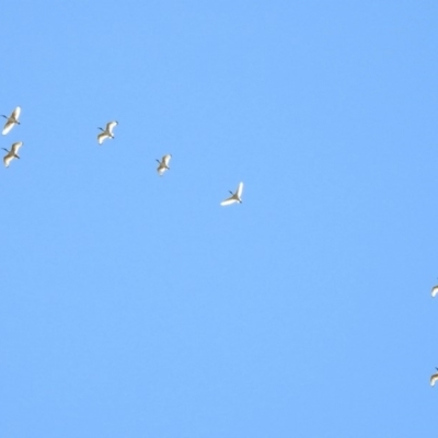 Threskiornis molucca (Australian White Ibis) at Hume, ACT - 25 Jan 2020 by RodDeb