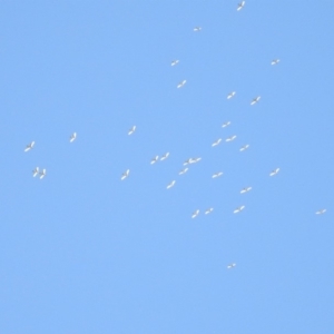 Threskiornis molucca at Hume, ACT - 26 Jan 2020