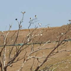 Threskiornis molucca at Hume, ACT - 26 Jan 2020