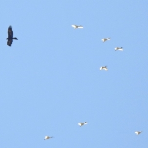 Threskiornis molucca at Hume, ACT - 26 Jan 2020