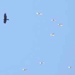 Threskiornis molucca at Hume, ACT - 26 Jan 2020