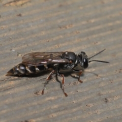 Crabroninae (subfamily) (Unidentified solitary wasp) at Hackett, ACT - 15 Jan 2020 by TimL