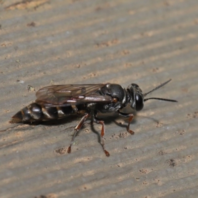 Crabroninae (subfamily) (Unidentified solitary wasp) at ANBG - 15 Jan 2020 by TimL