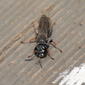 Crabroninae (subfamily) at Hackett, ACT - 15 Jan 2020 11:18 AM