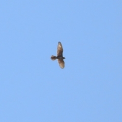 Falco berigora (Brown Falcon) at Hume, ACT - 25 Jan 2020 by RodDeb