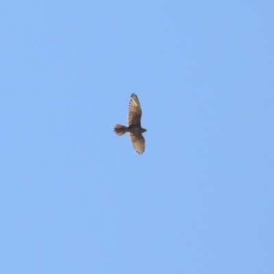 Falco berigora (Brown Falcon) at Hume, ACT - 26 Jan 2020 by RodDeb