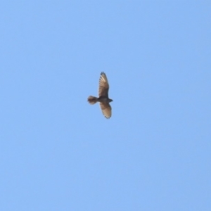 Falco berigora at Hume, ACT - 26 Jan 2020