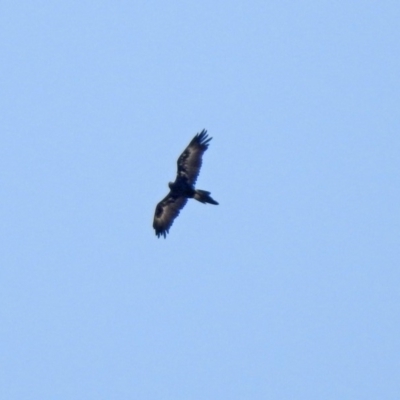 Aquila audax (Wedge-tailed Eagle) at Hume, ACT - 25 Jan 2020 by RodDeb