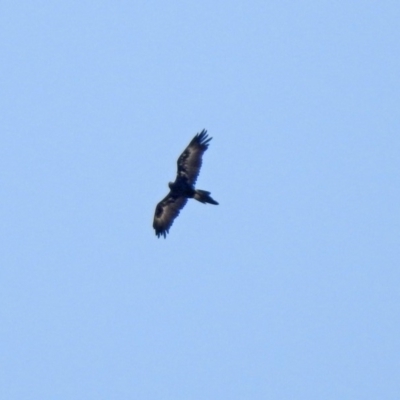 Aquila audax (Wedge-tailed Eagle) at Hume, ACT - 26 Jan 2020 by RodDeb
