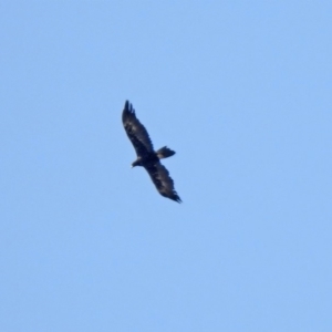 Aquila audax at Hume, ACT - 26 Jan 2020