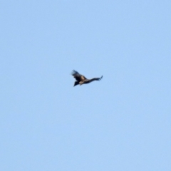 Aquila audax at Hume, ACT - 26 Jan 2020