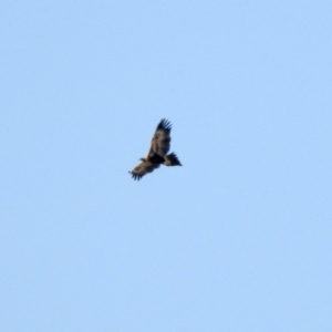 Aquila audax at Hume, ACT - 26 Jan 2020