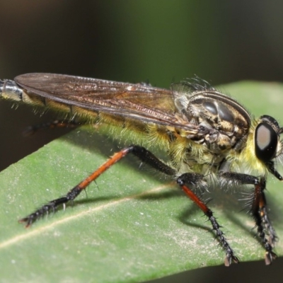Zosteria rosevillensis (A robber fly) at Acton, ACT - 15 Jan 2020 by TimL