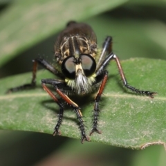 Zosteria rosevillensis at Acton, ACT - 15 Jan 2020