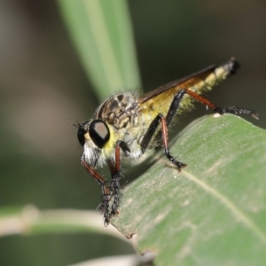 Zosteria rosevillensis at Acton, ACT - 15 Jan 2020