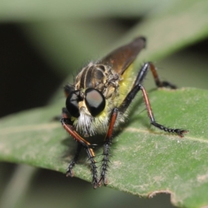 Zosteria rosevillensis at Acton, ACT - 15 Jan 2020