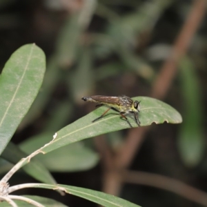 Zosteria rosevillensis at Acton, ACT - 15 Jan 2020