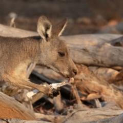 Macropus giganteus (Eastern Grey Kangaroo) at Mount Ainslie - 26 Jan 2020 by rawshorty