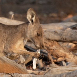 Macropus giganteus at Mount Ainslie - 26 Jan 2020