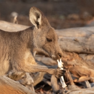 Macropus giganteus at Mount Ainslie - 26 Jan 2020