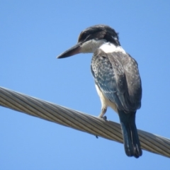 Todiramphus sanctus (Sacred Kingfisher) at Wanniassa, ACT - 26 Jan 2020 by Lucylu243