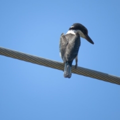 Todiramphus sanctus at Wanniassa, ACT - 26 Jan 2020 02:45 PM