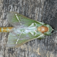 Aenetus ligniveren (Common Splendid Ghost Moth) at One Track For All - 25 Jan 2020 by jb2602