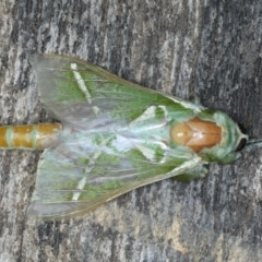 Aenetus ligniveren (Common Splendid Ghost Moth) at Ulladulla Reserves Bushcare - 25 Jan 2020 by jb2602