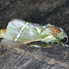 Aenetus ligniveren at Ulladulla Reserves Bushcare - 25 Jan 2020